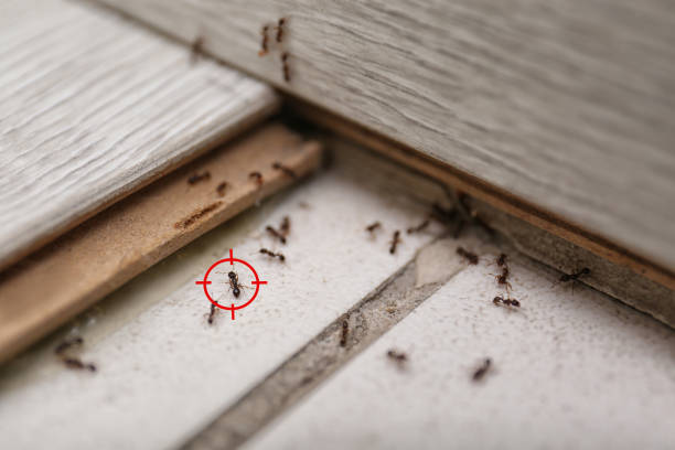 Best Pest Control Treatment  in Mathews, LA