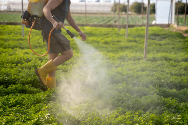 Best Pest Removal Services  in Mathews, LA
