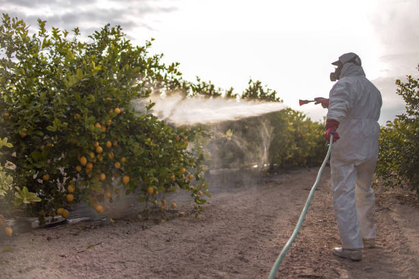 Best Wasp Removal Services  in Mathews, LA