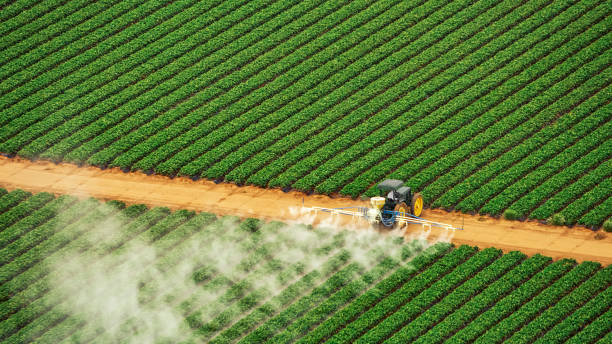 Best Pest Control for Homes  in Mathews, LA