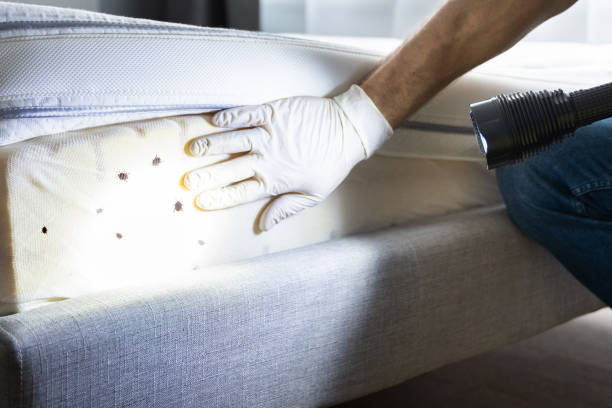 Best Cockroach Control Services  in Mathews, LA