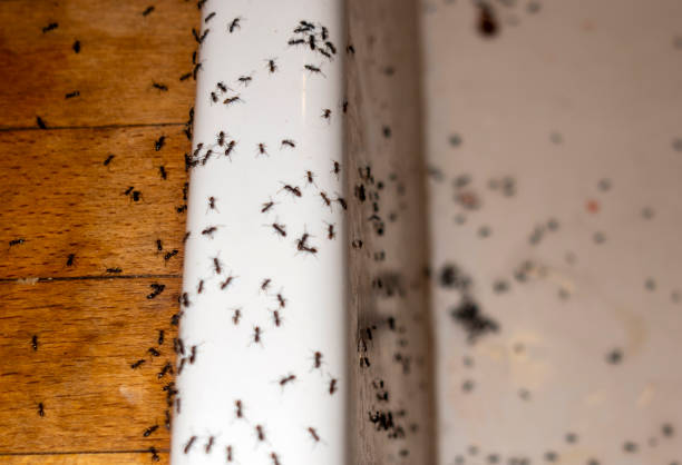 Best Flea Control Services  in Mathews, LA