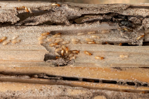 Best Spider Control Near Me  in Mathews, LA