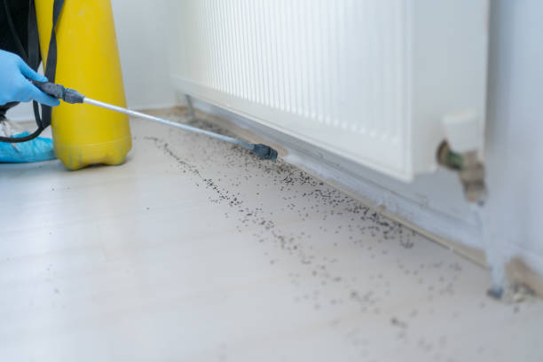 Best Wasp Removal Services  in Mathews, LA