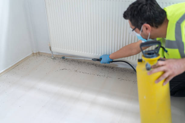 Best Termite Control Services  in Mathews, LA