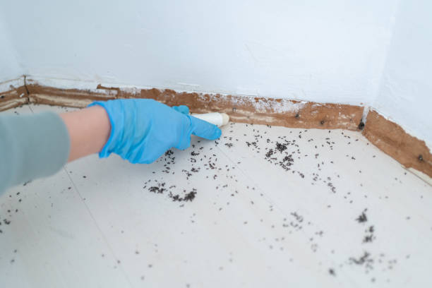 Best Commercial Pest Control Services  in Mathews, LA